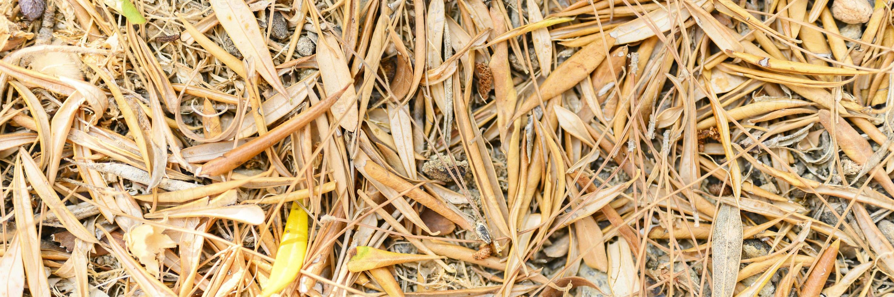 fond texturé de feuilles d'automne tombées sèches et fanées photo