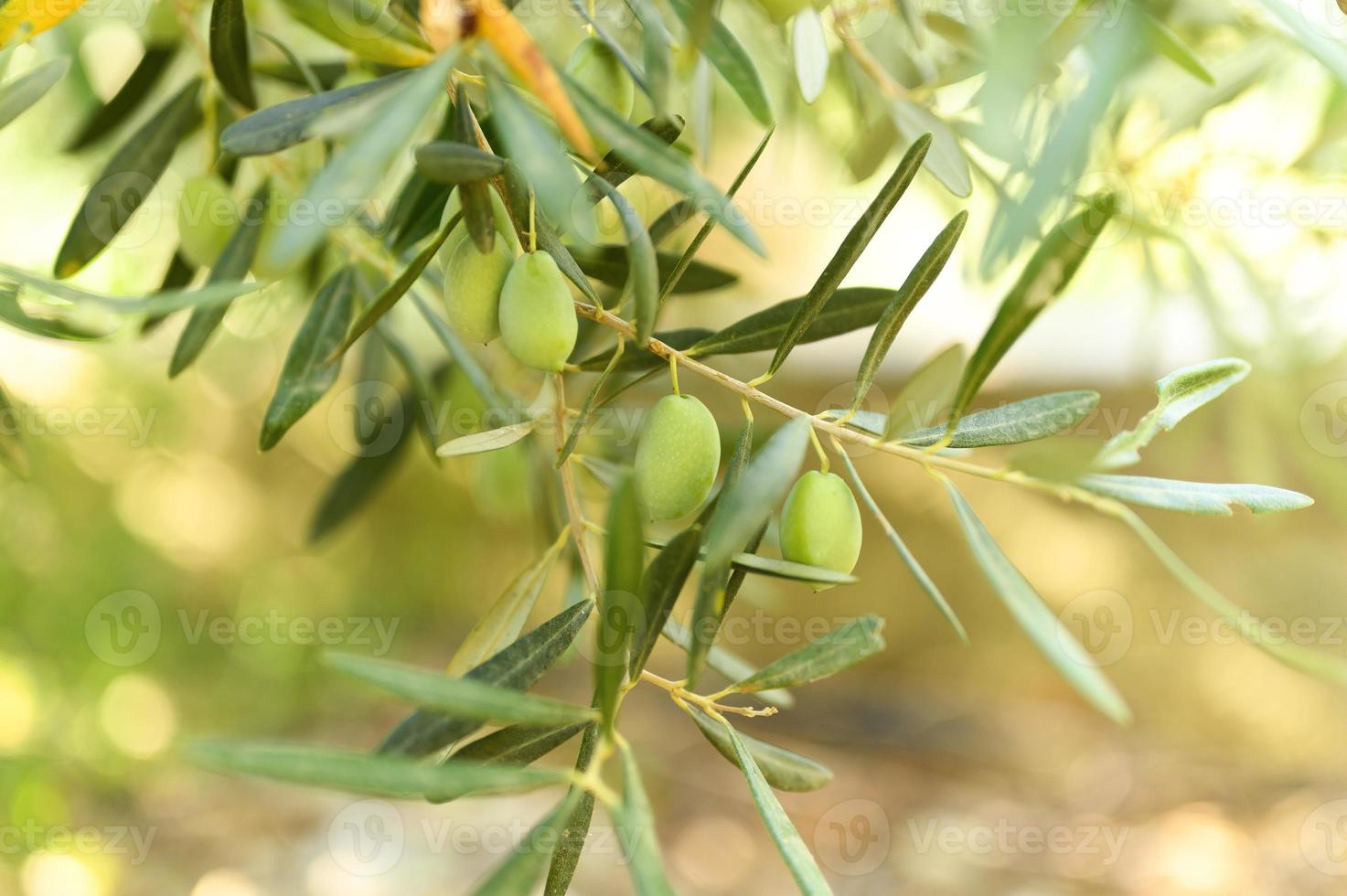 Olives vertes poussant sur une branche d'olivier dans le jardin photo