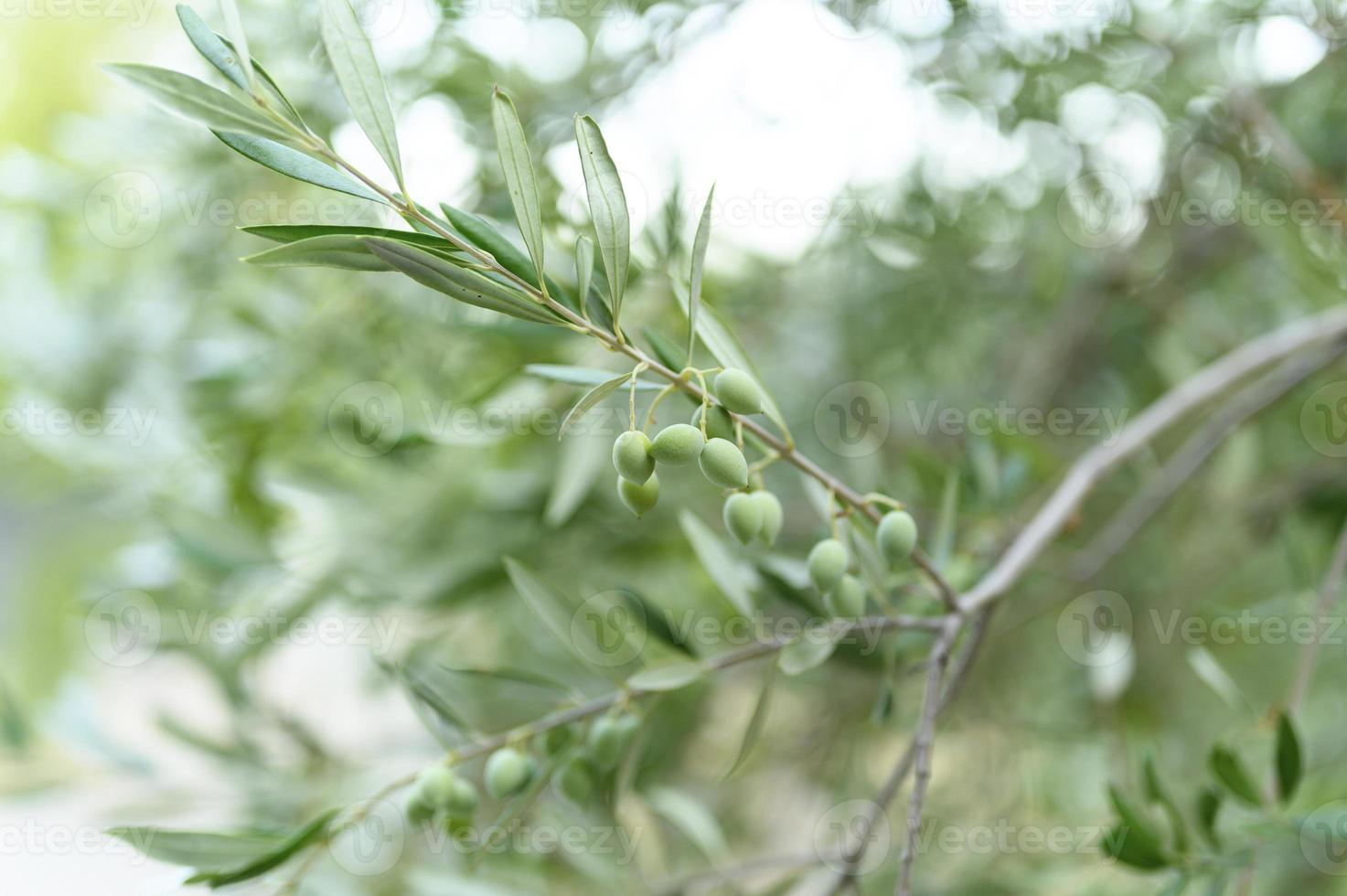 Olives vertes poussant sur une branche d'olivier dans le jardin photo