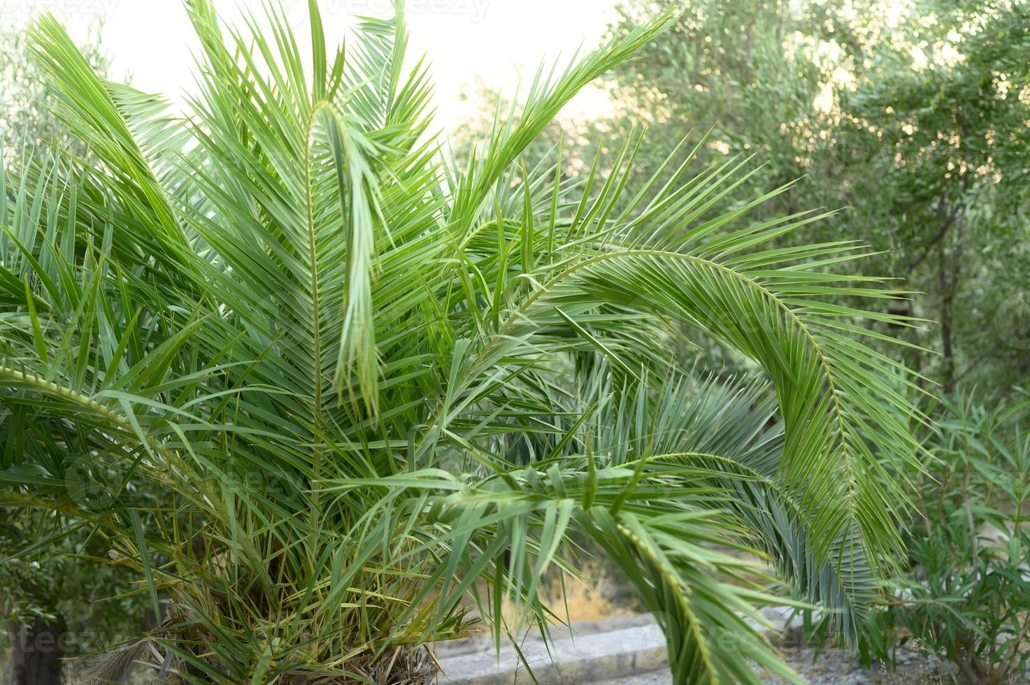 petit palmier dans le jardin au bord de la mer photo