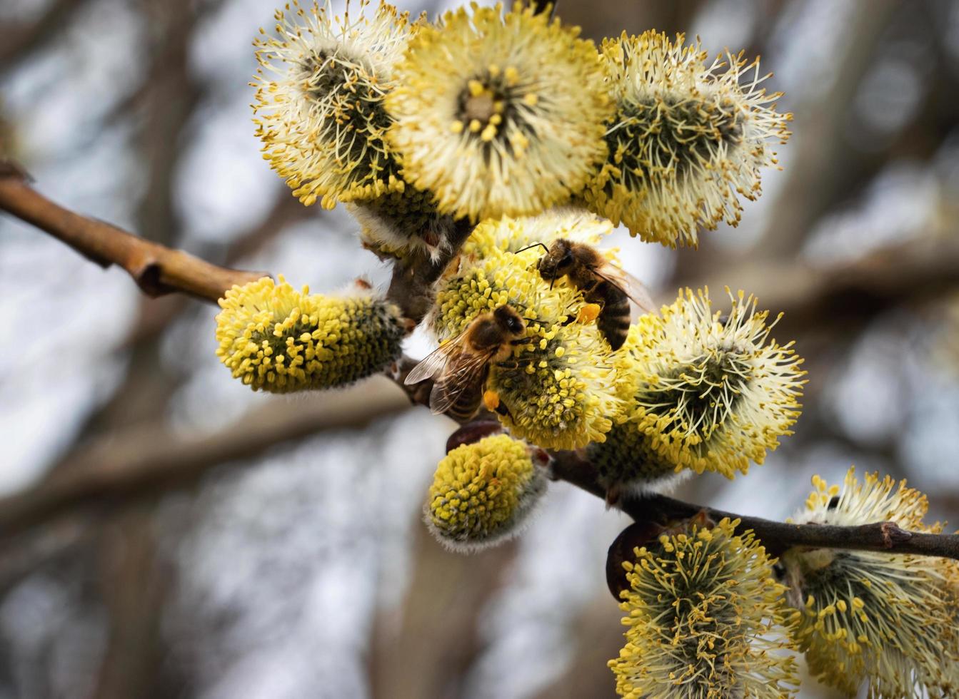 saule fleuri jaune photo