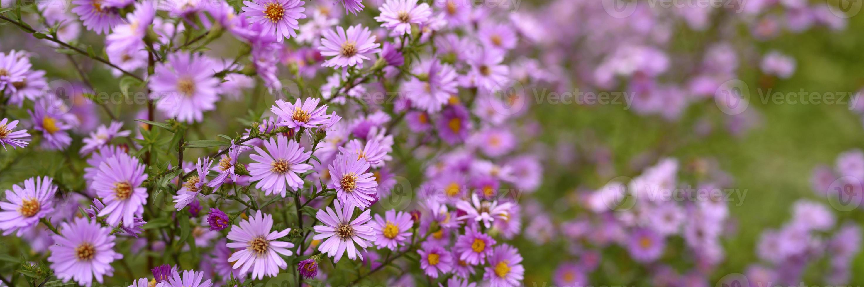 Fleurs d'automne aster novi-belgii vibrant de couleur violet clair photo