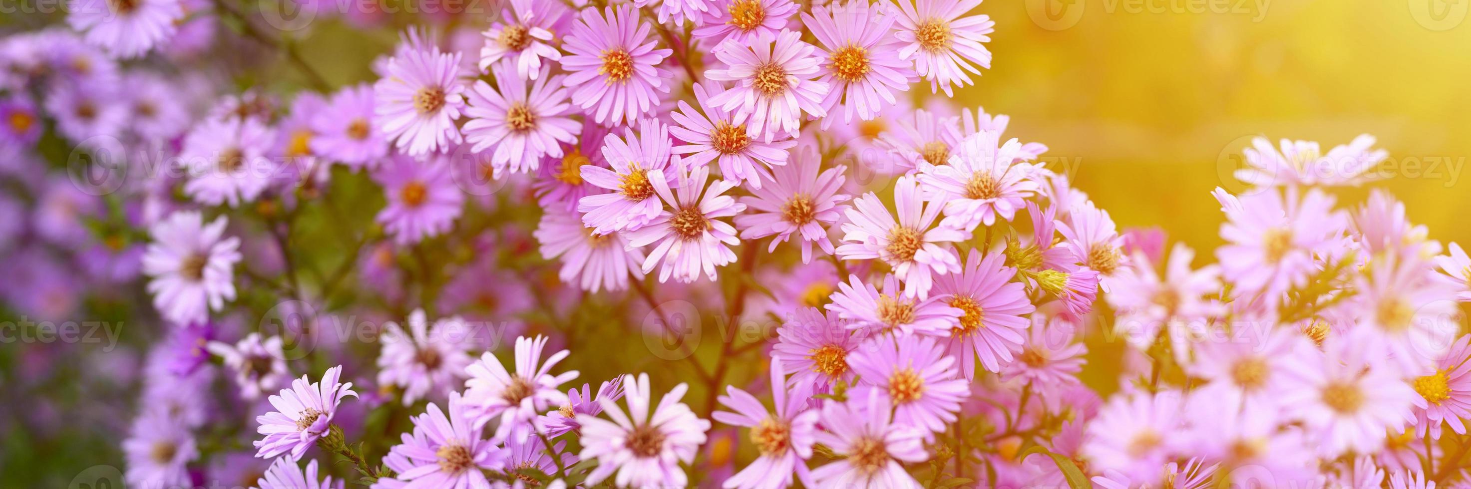 Fleurs d'automne aster novi-belgii vibrant de couleur violet clair photo