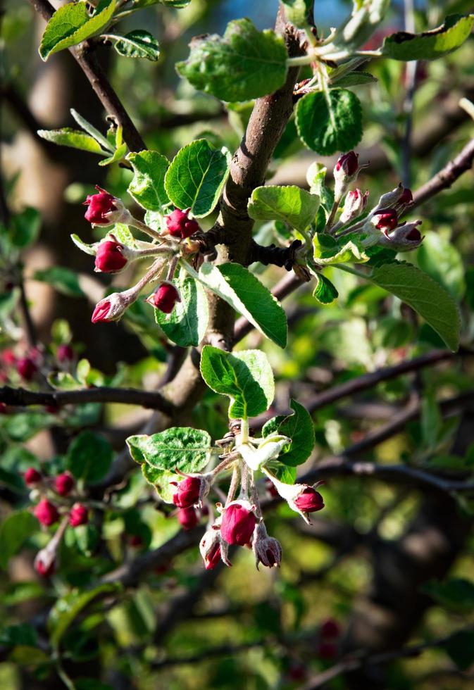 bourgeons de pommier photo