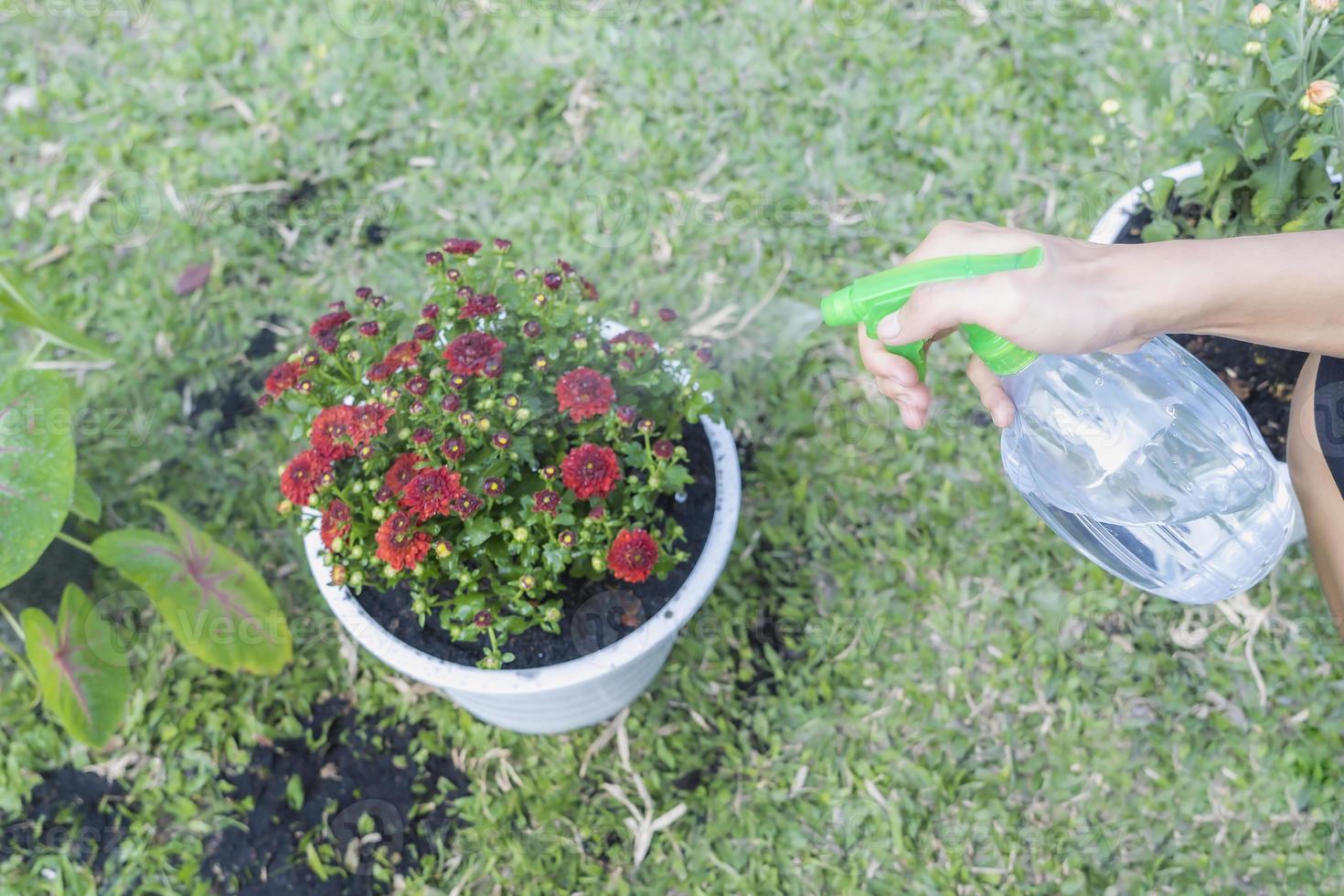 fermer de mains plantation chrysanthème fleur dans une blanc pot