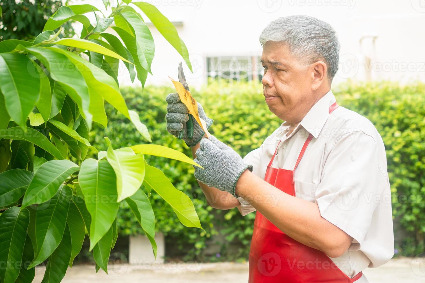 un vieil homme âgé asiatique heureux et souriant taille des brindilles et des fleurs pour un passe-temps après sa retraite dans une maison. concept d'un mode de vie heureux et d'une bonne santé pour les personnes âgées. photo