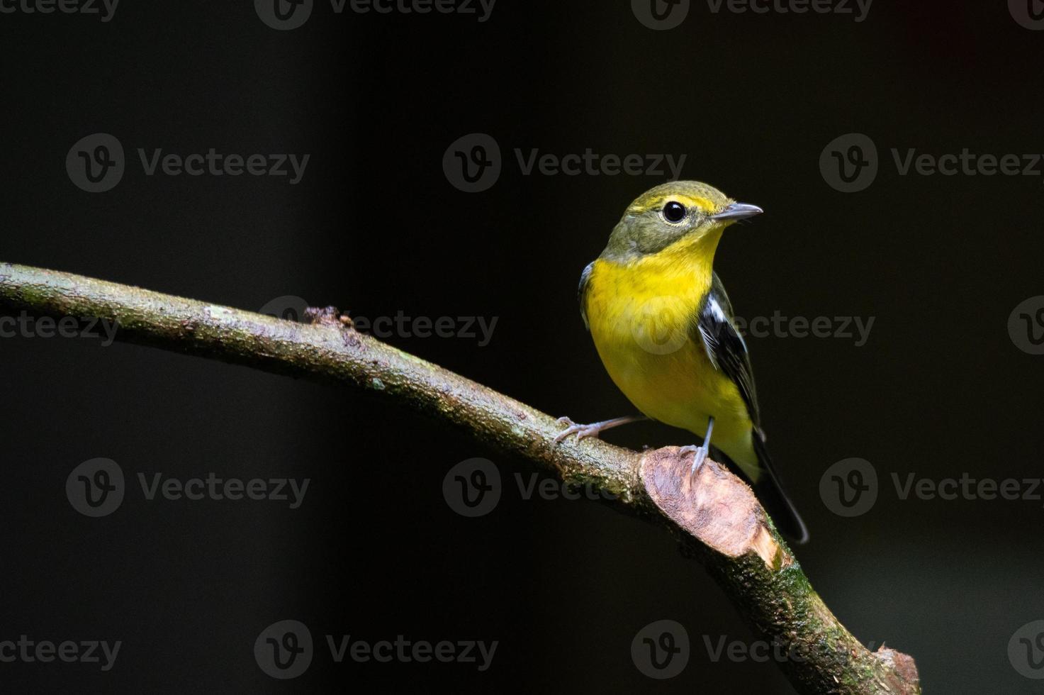 Oiseau moucherolle vert soutenu sur des brindilles avec un fond sombre photo