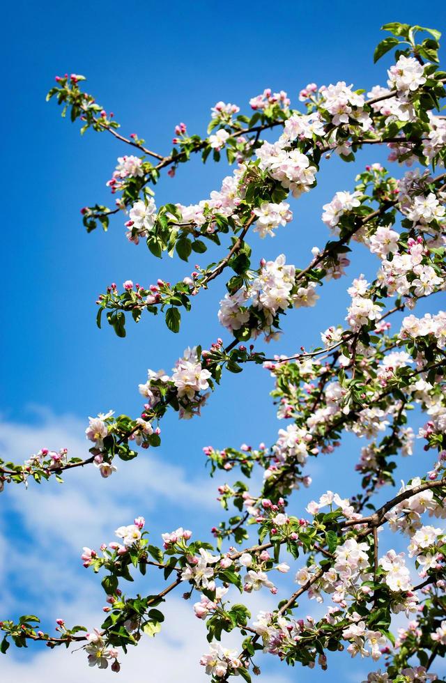 fleurs de pommier sur une branche photo