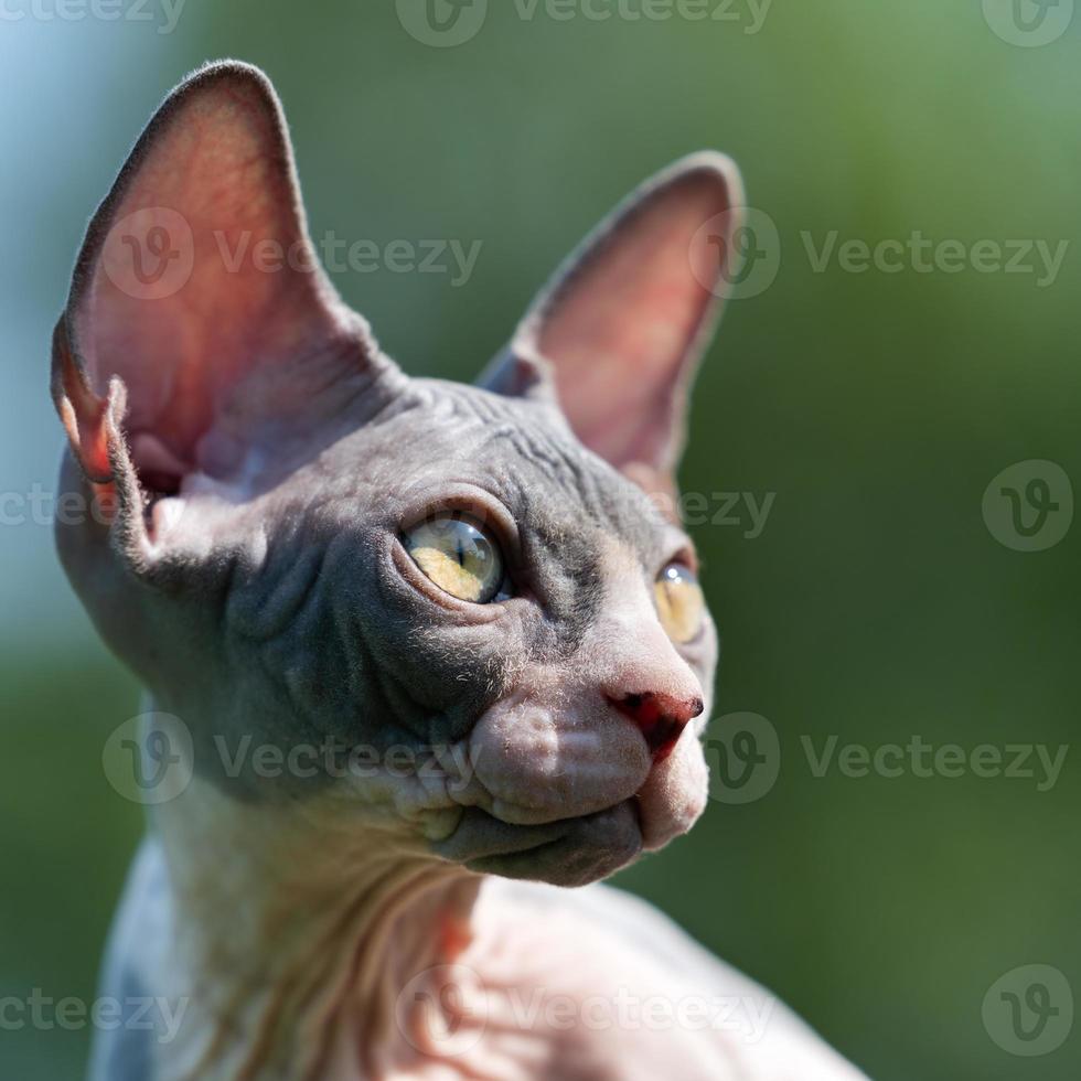 portrait de Jeune bleu et blanc sphynx chat avec Jaune yeux et grand oreilles cette spectacle par dans Soleil photo