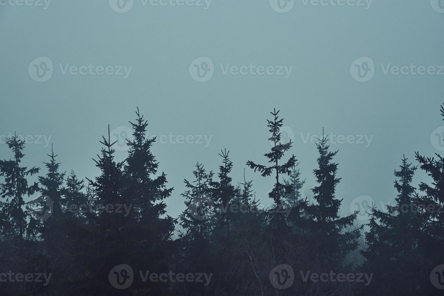 pin arbre forêt silhouette avec brouillard photo