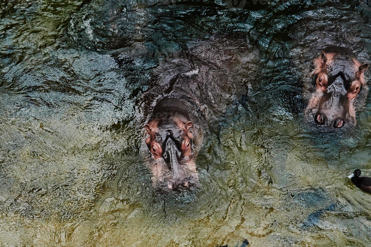 hippopotame dans l'eau photo