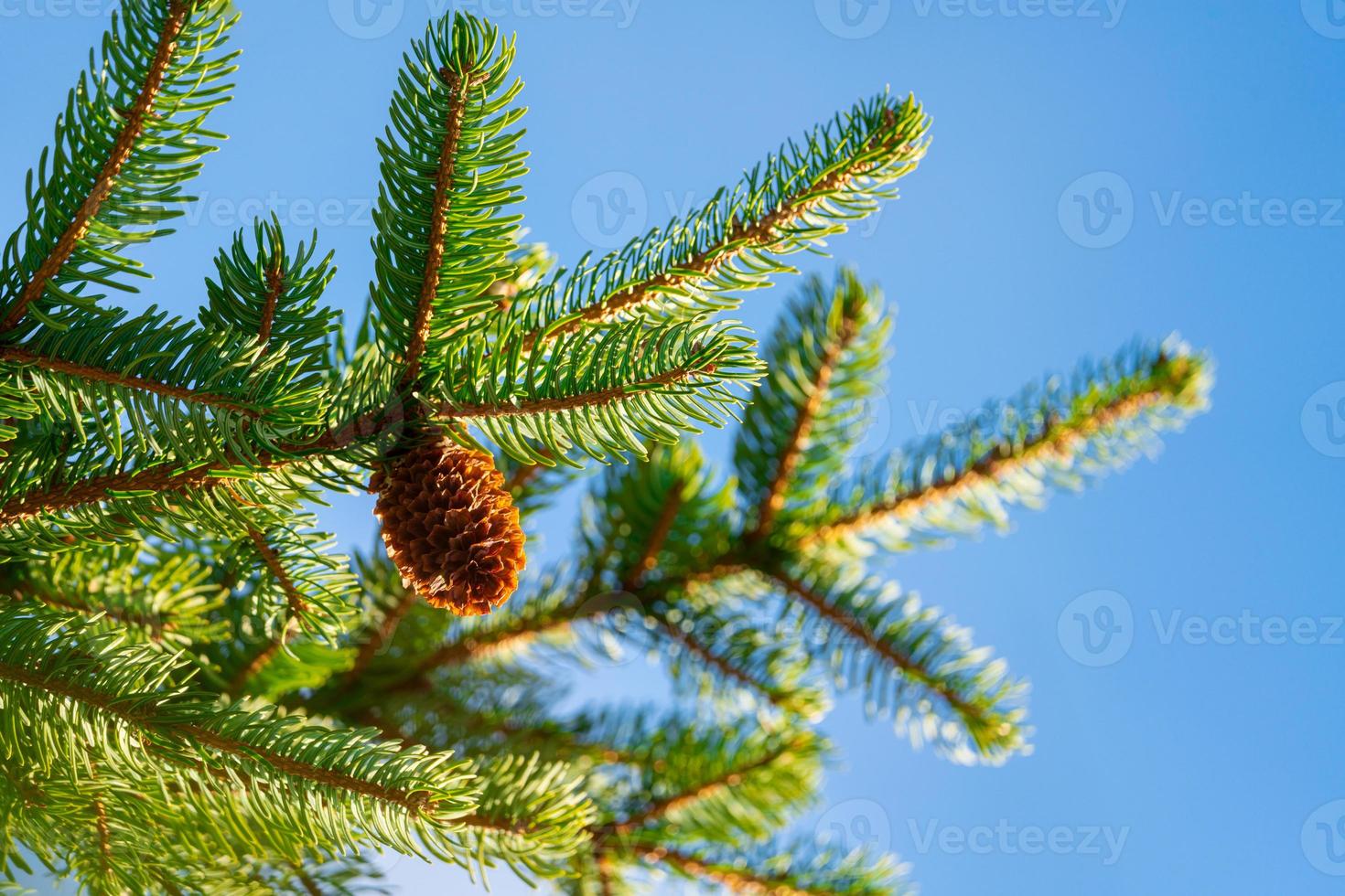 un Naturel pin cône croissance branches sur ensoleillé temps. concentrer premier plan photo