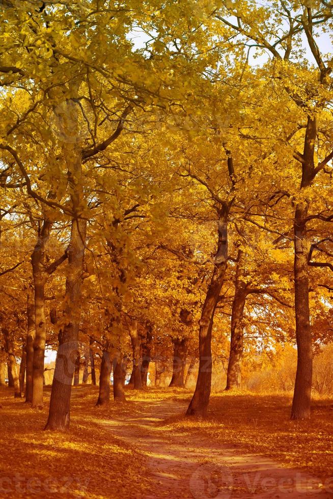 verticale l'automne paysage avec des arbres et sentier. photo