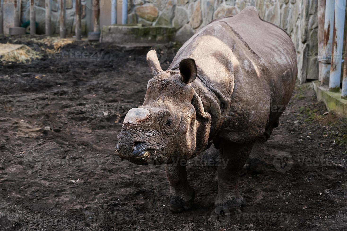 Indien rhinocéros dans zoo photo