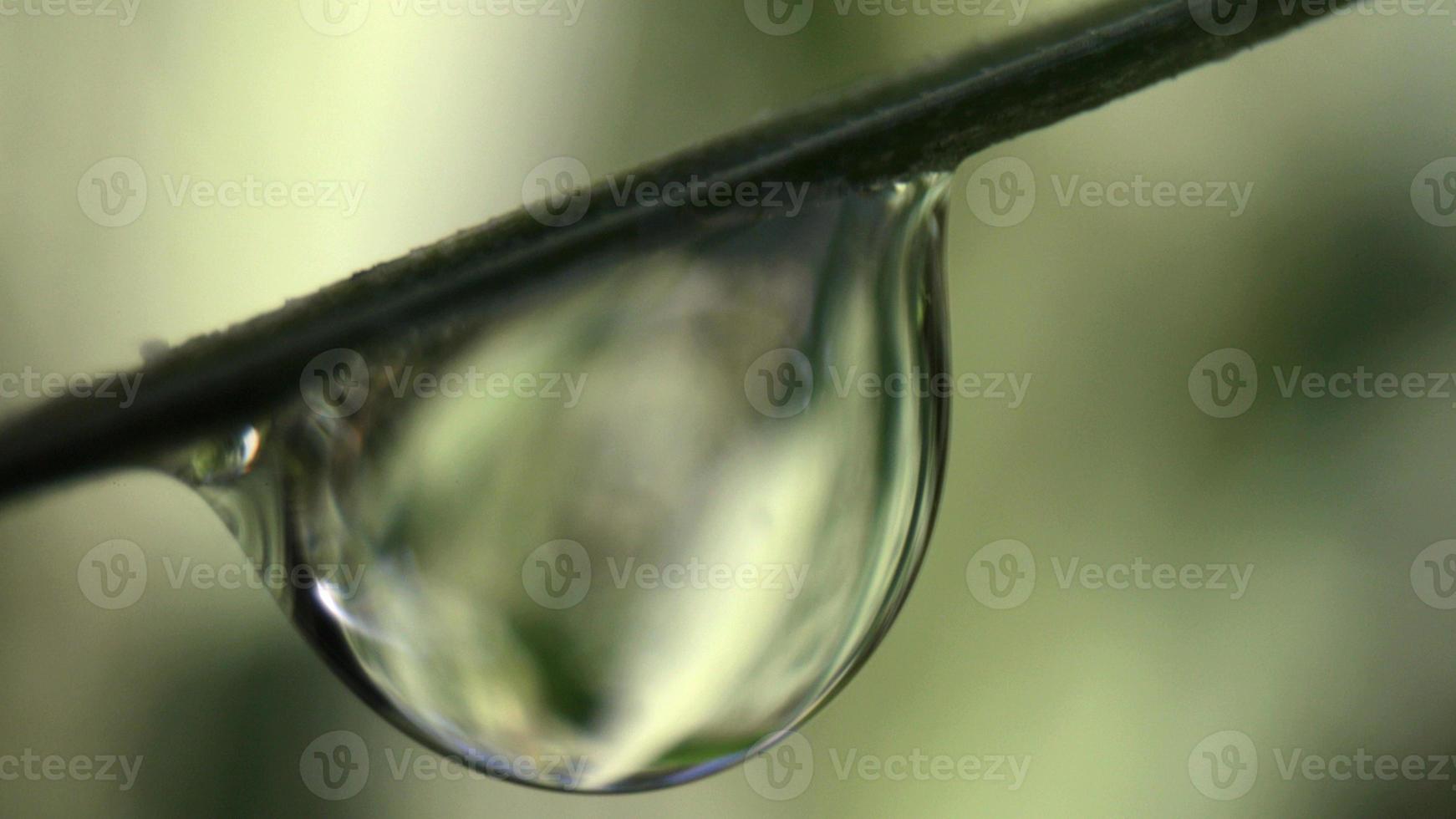 extrême fermer image de humide vert herbe avec lumière du soleil brillant sur perles de rosée dans le de bonne heure Matin photo