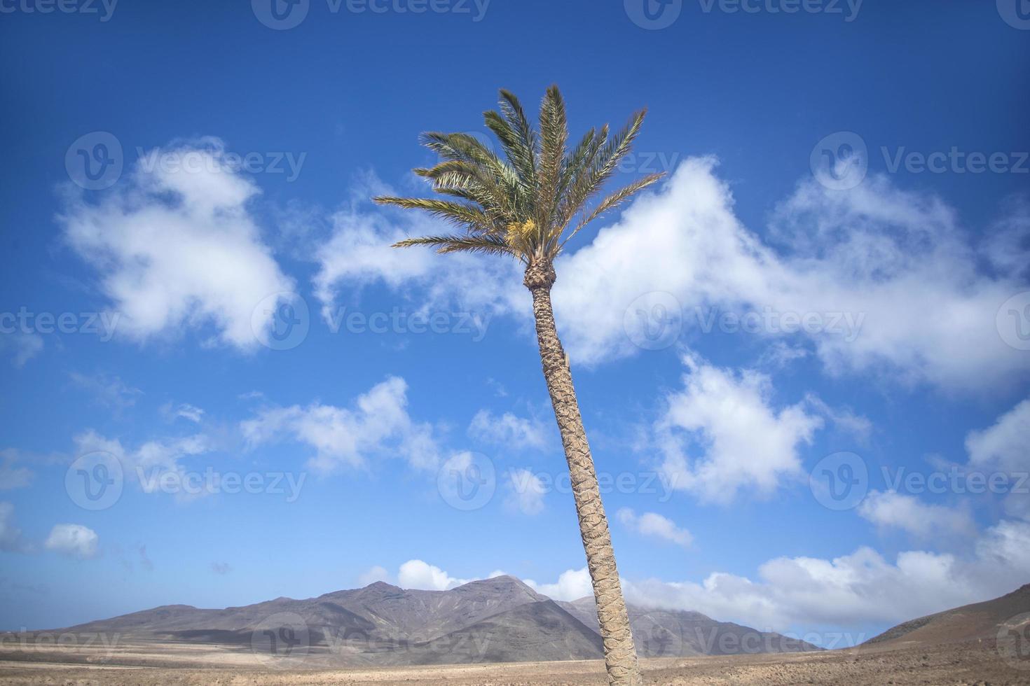 paume arbre dans Jandia Naturel parc, fuerteventura photo