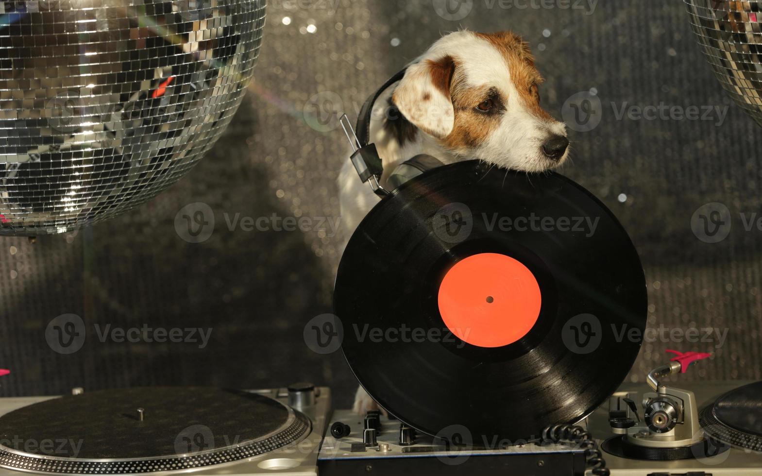 chien disco fête photo