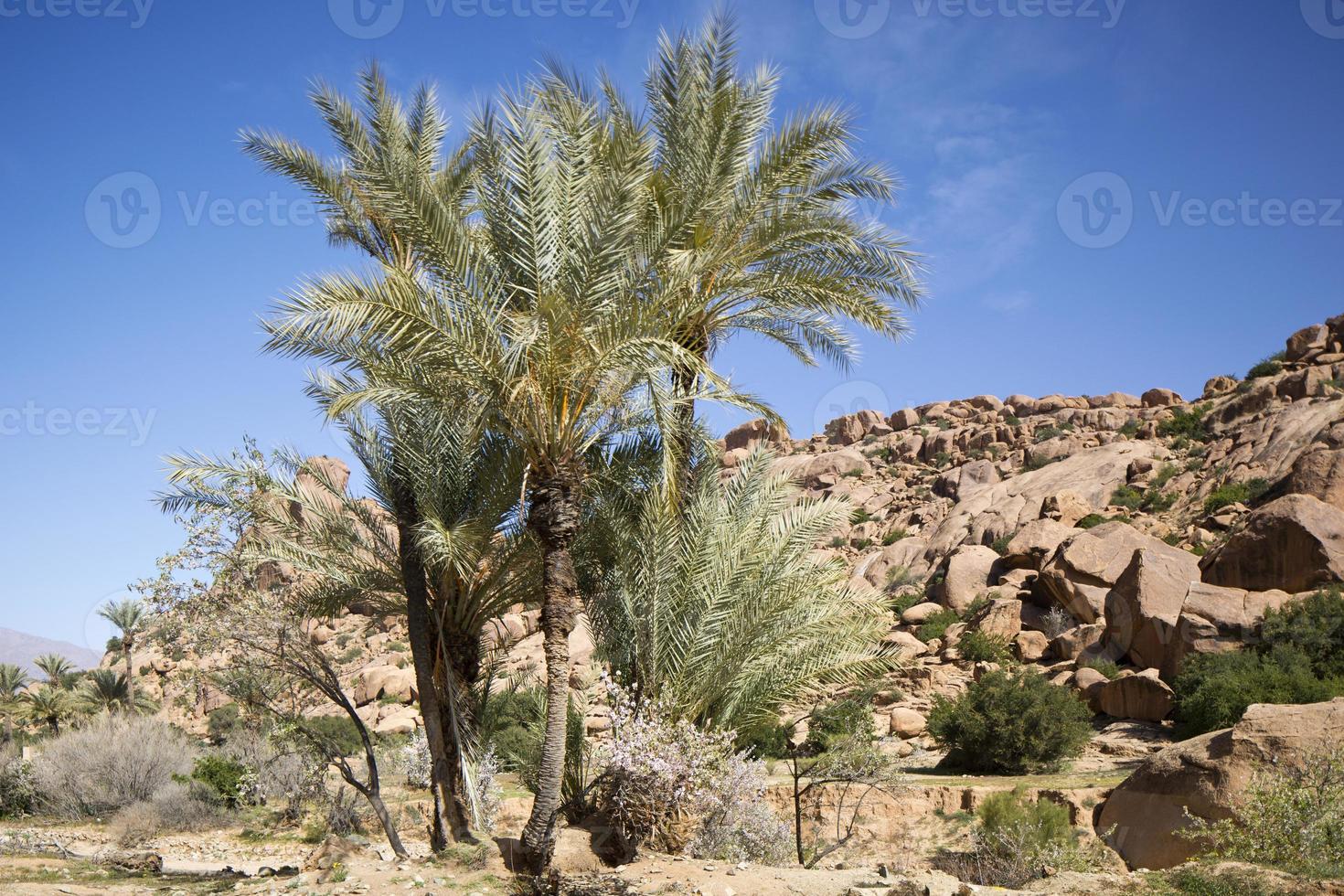 Maroc paume des arbres photo