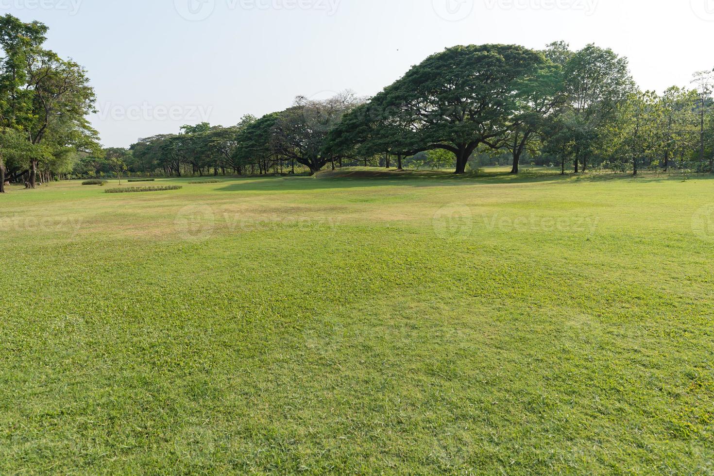 herbe et vert des arbres dans magnifique parc photo