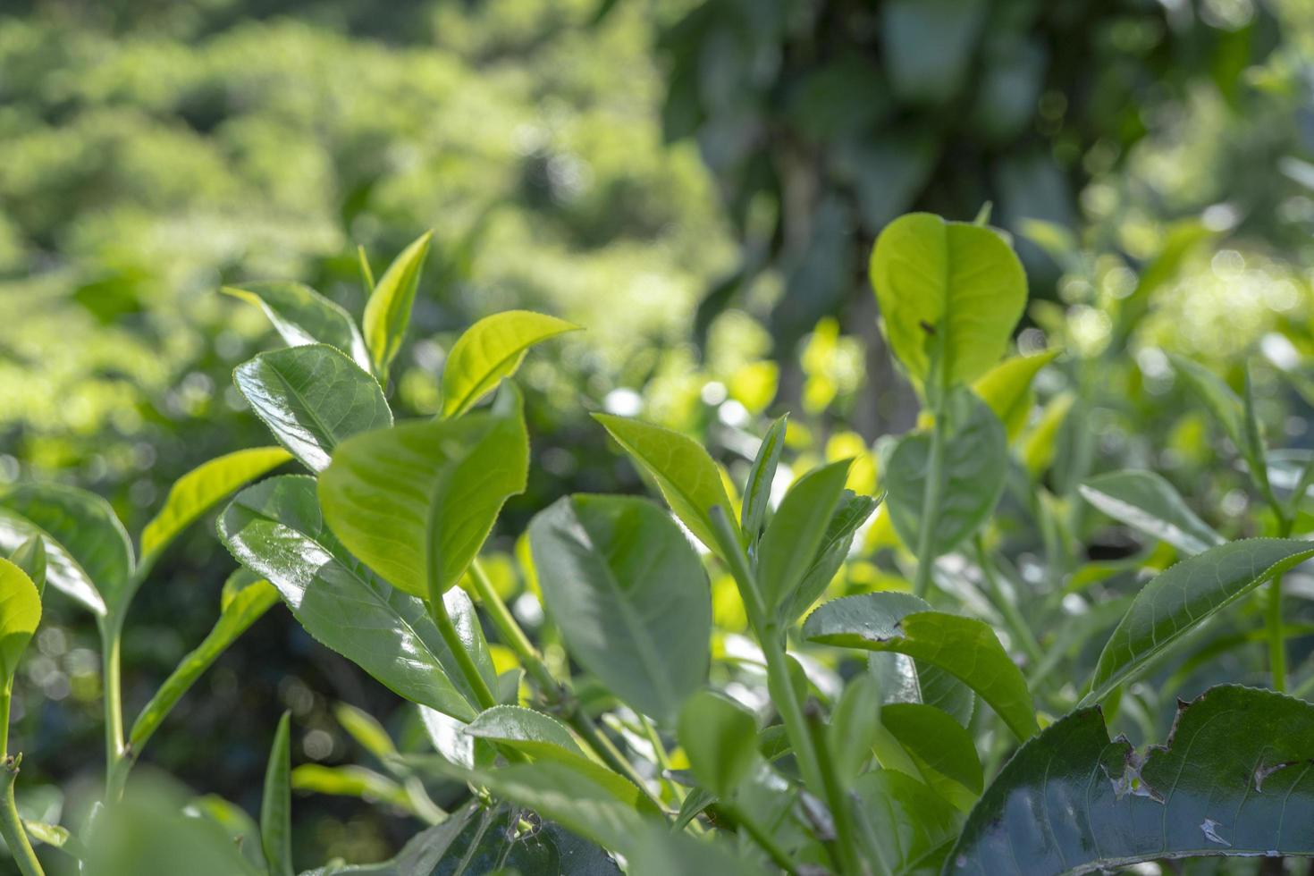 proche en haut photo de vert thé feuille lorsque printemps saison avec nuageux et bleu ciel. le photo est adapté à utilisation pour jardin arrière-plan, la nature affiche et la nature contenu médias.