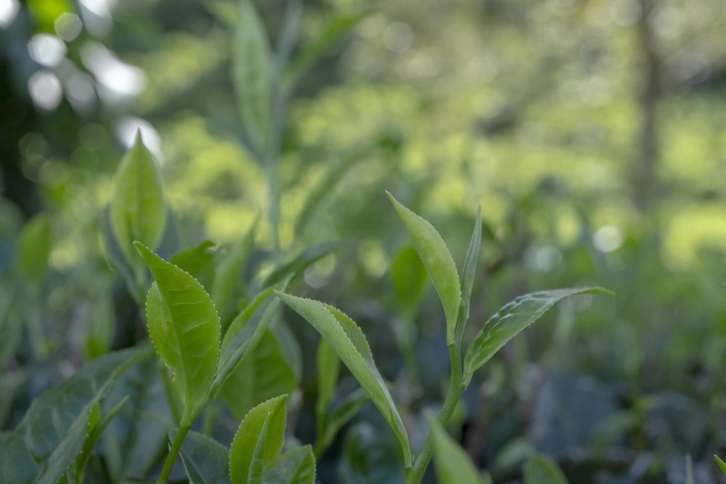 proche en haut photo de vert thé feuille lorsque printemps saison avec nuageux et bleu ciel. le photo est adapté à utilisation pour jardin arrière-plan, la nature affiche et la nature contenu médias.