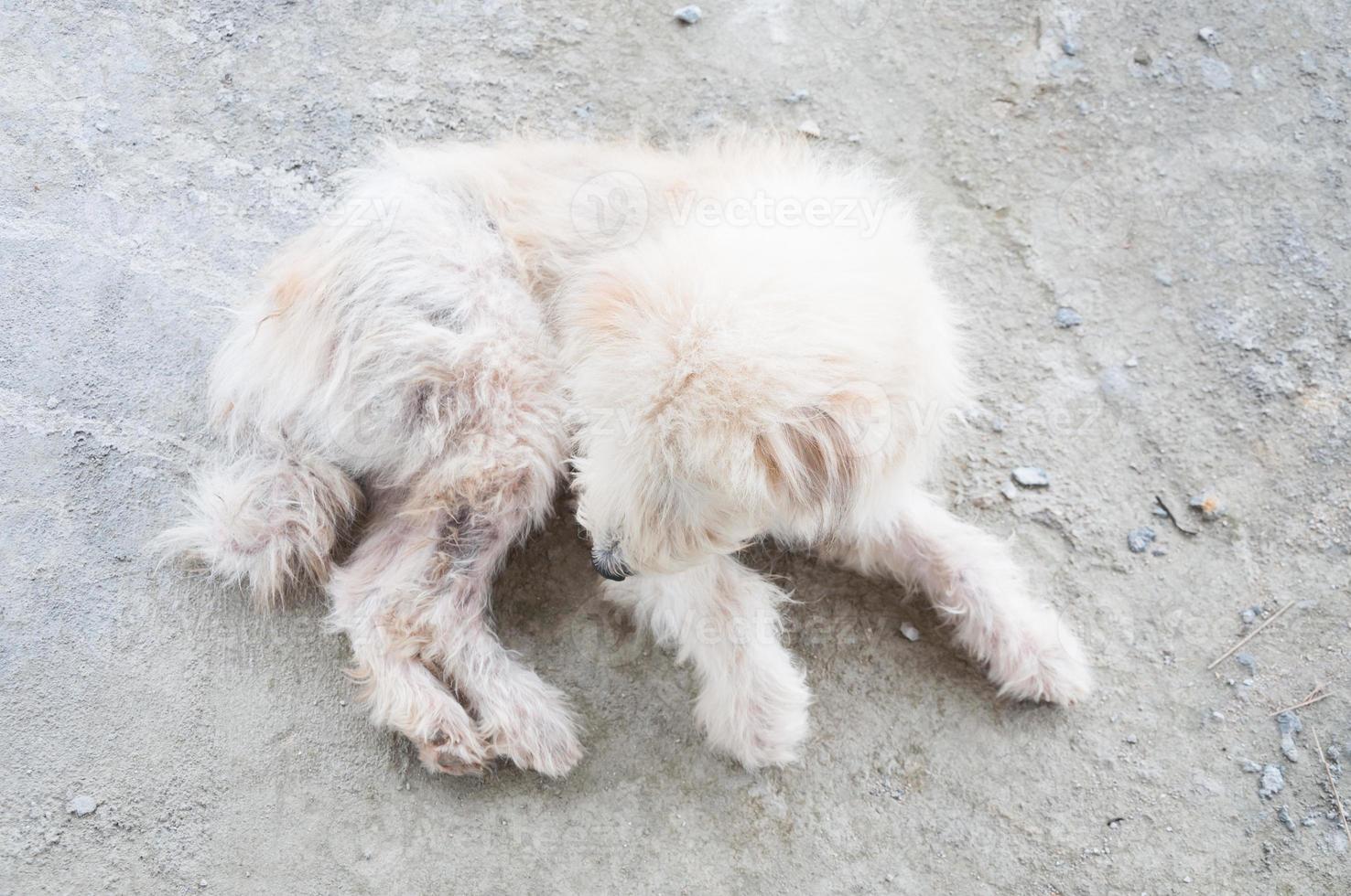 blanc caniche chien en lambeaux mensonge sur sol photo