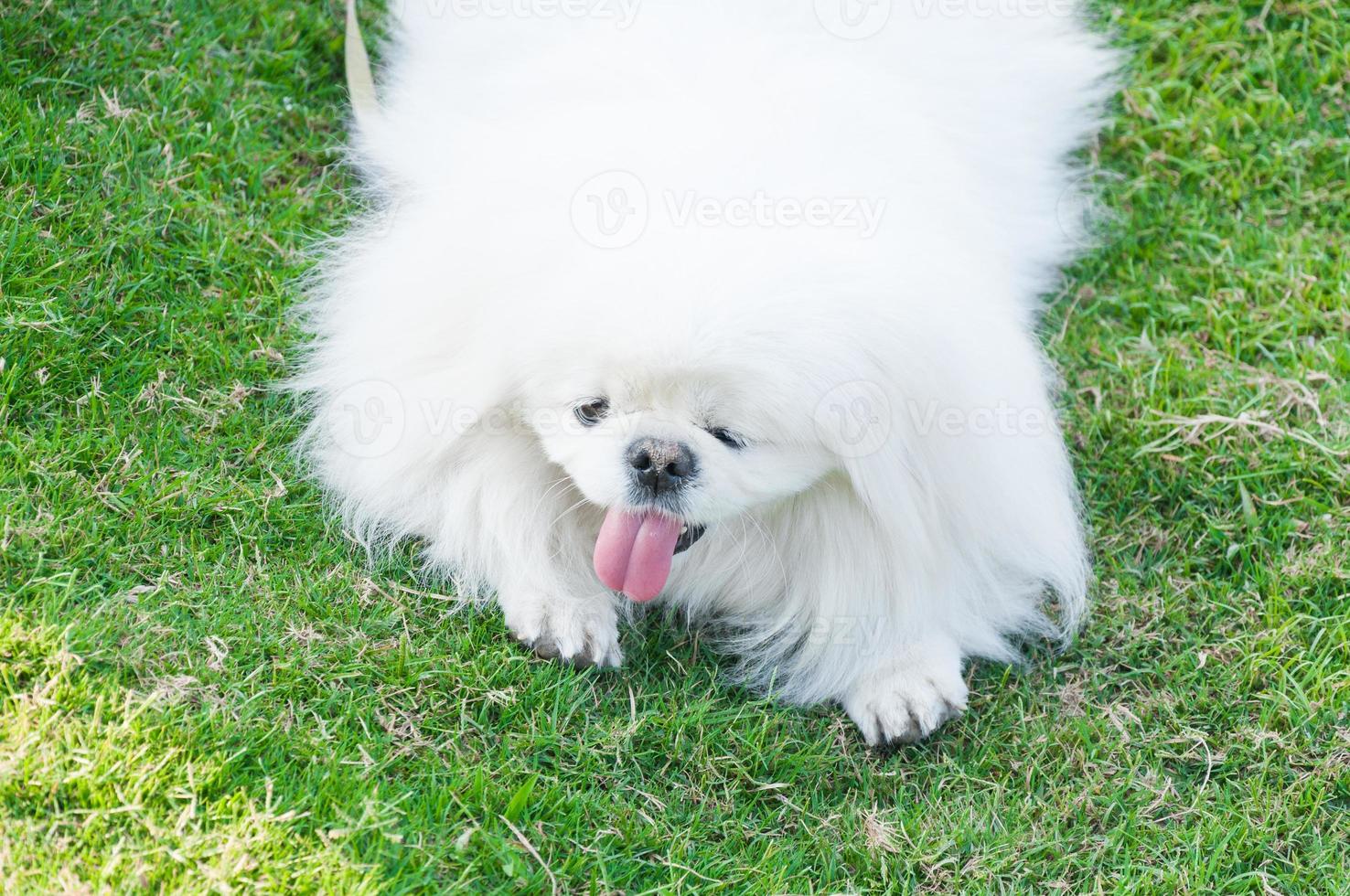 chiot pékinois race, blanc chien , beauté ,espièglerie dans le jardin photo