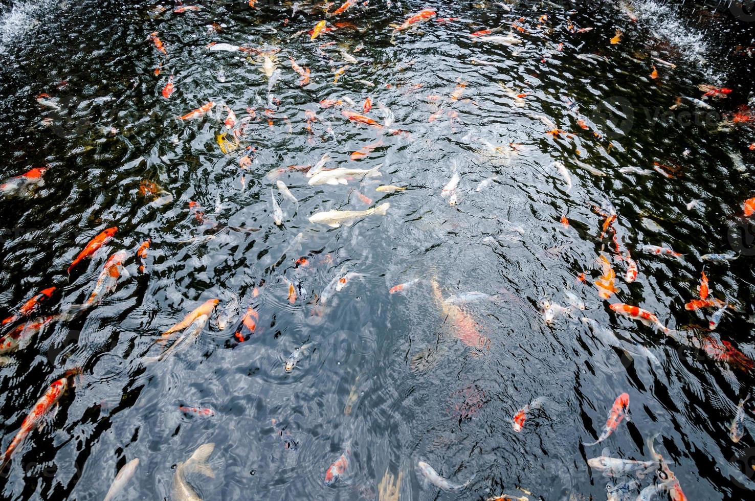 beau poisson carpe koi nageant dans un étang dans le jardin photo