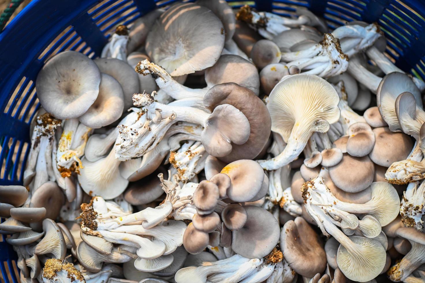 Frais gris huître champignon sur panier, Frais brut huître champignon pour cuisine nourriture ou vendre dans le marché photo