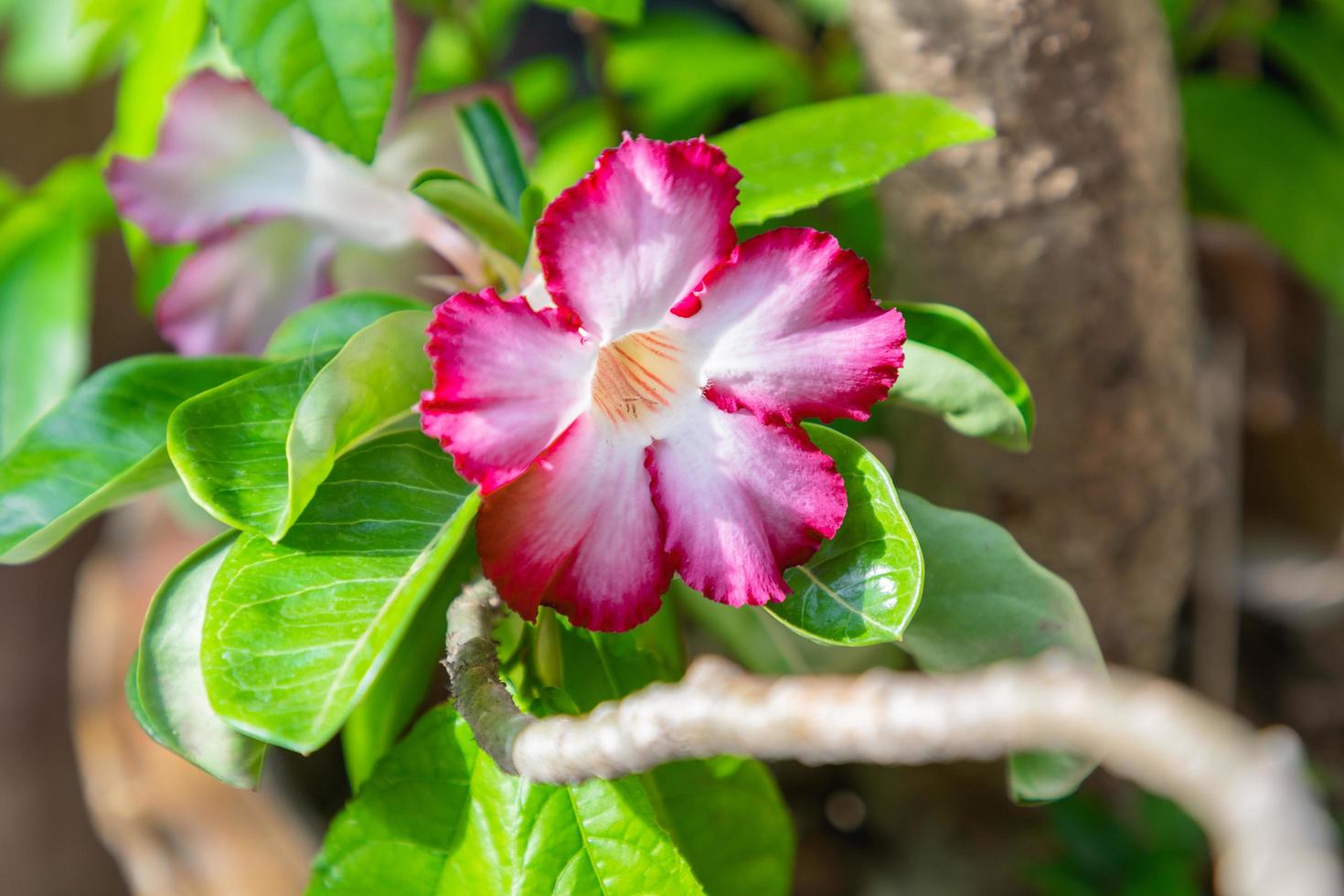 adenium fleurs blanches avec des bords roses photo