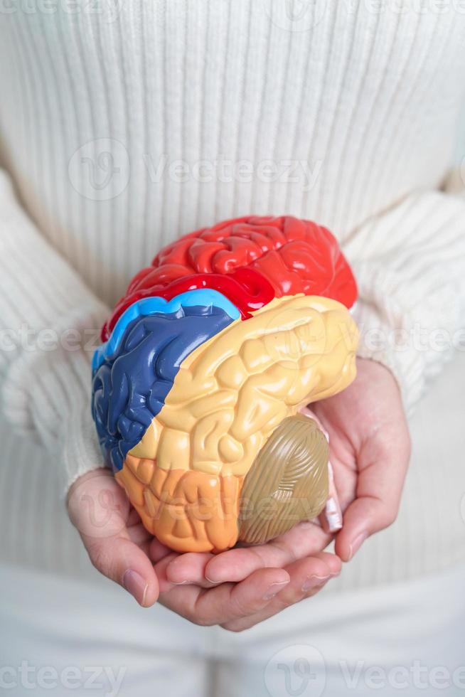 femme en portant Humain cerveau modèle. monde cerveau tumeur jour, cerveau accident vasculaire cérébral, démence, Alzheimer, parkinson et monde mental santé concept photo