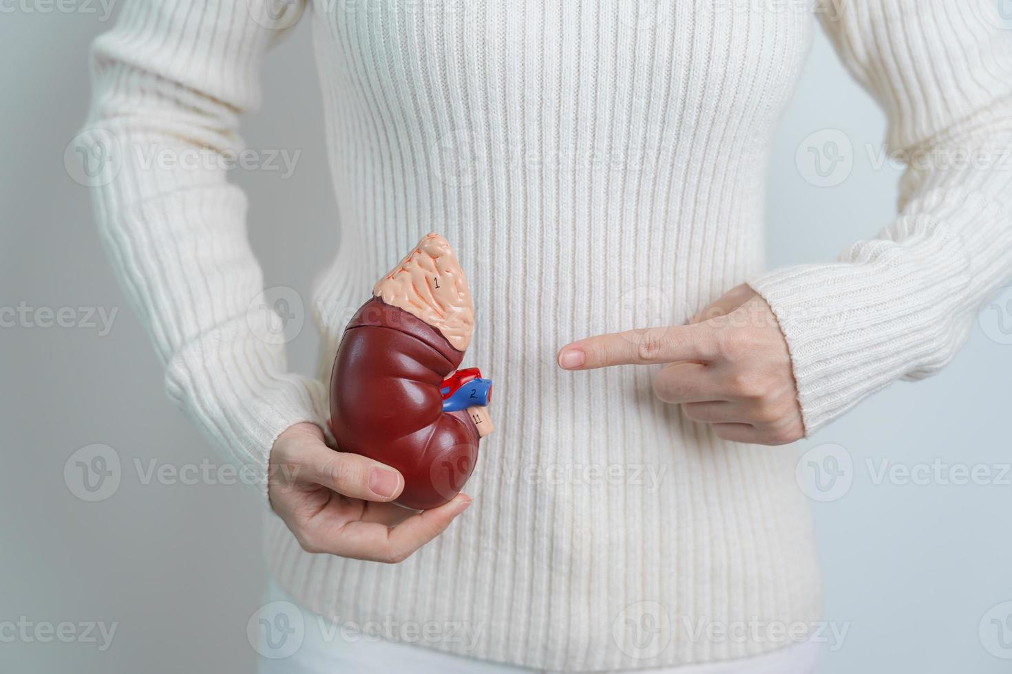 femme tenant un modèle anatomique de glande surrénale de rein humain. maladie du système urinaire et des calculs, cancer, journée mondiale du rein, concept de la journée du rein chronique et du don d'organes photo