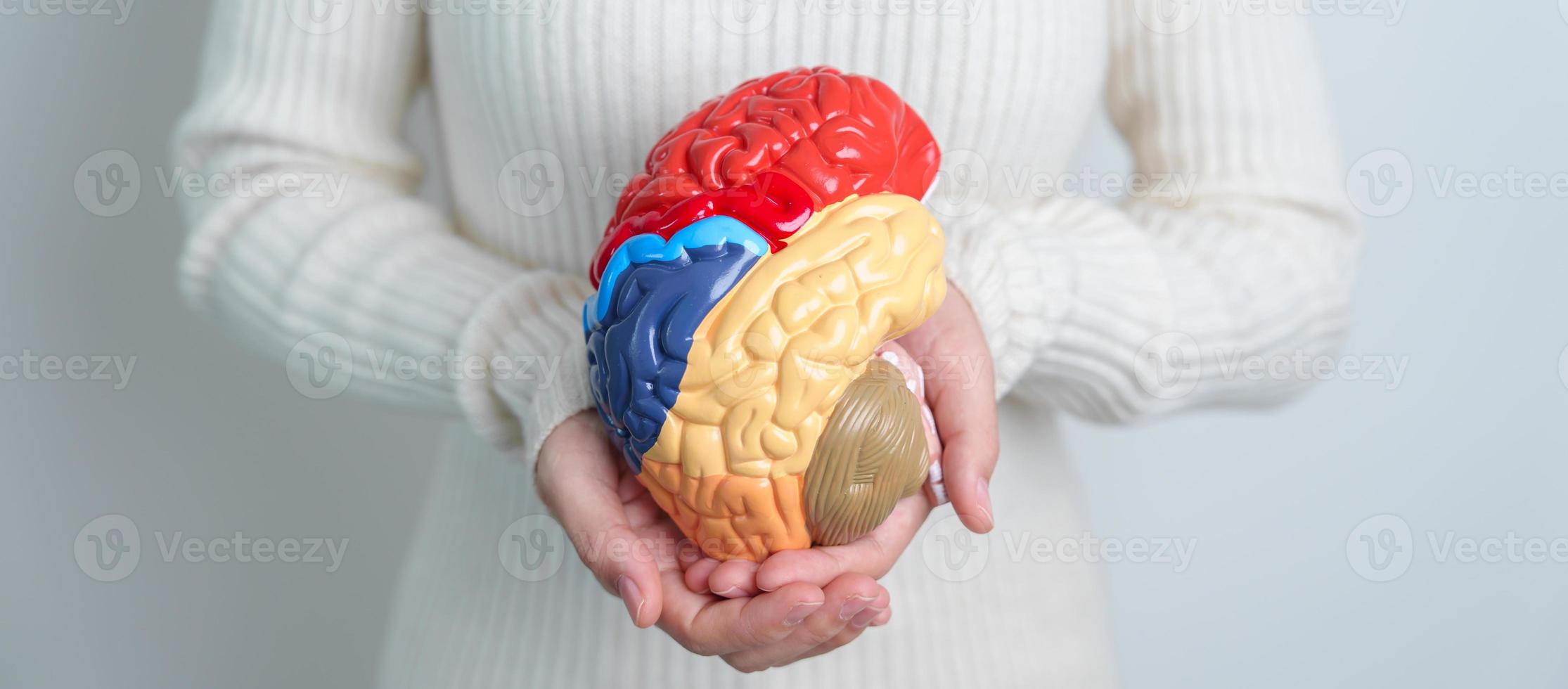 femme en portant Humain cerveau modèle. monde cerveau tumeur jour, cerveau accident vasculaire cérébral, démence, Alzheimer, parkinson et monde mental santé concept photo