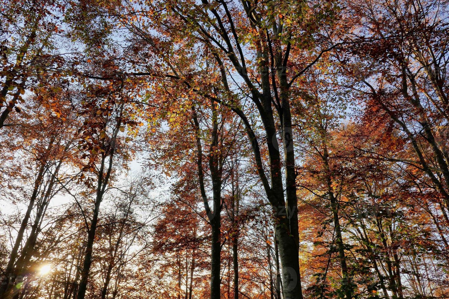 arbres dans la forêt photo