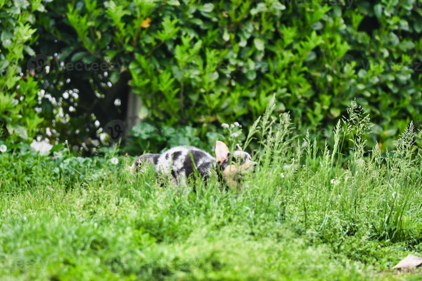 chiot noir et blanc photo