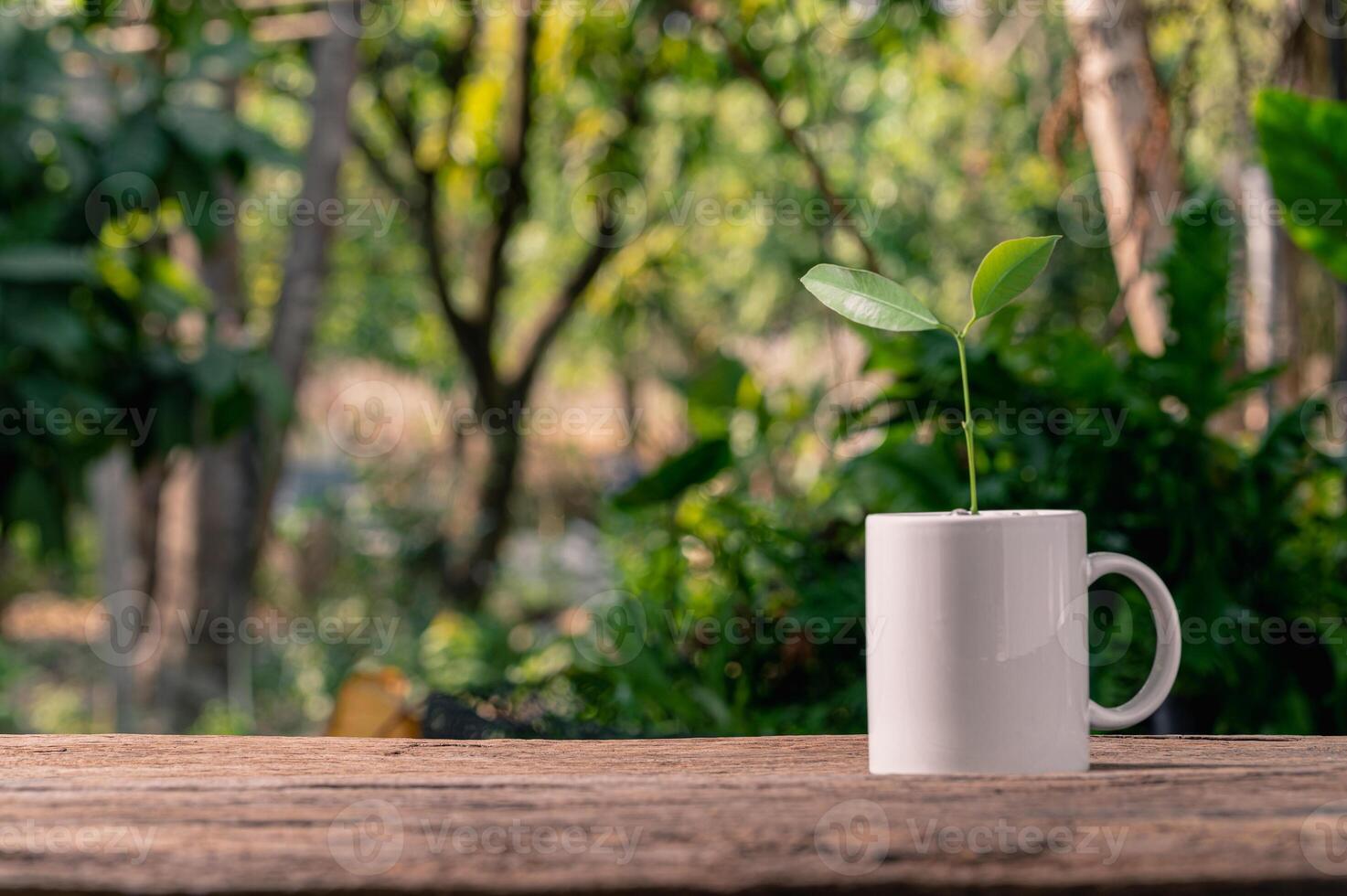 planter des arbres dans des pots, aimer les plantes et le concept d'environnement photo