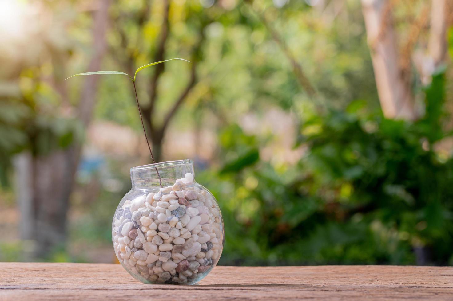 planter des arbres dans des pots, aimer les plantes et le concept d'environnement photo