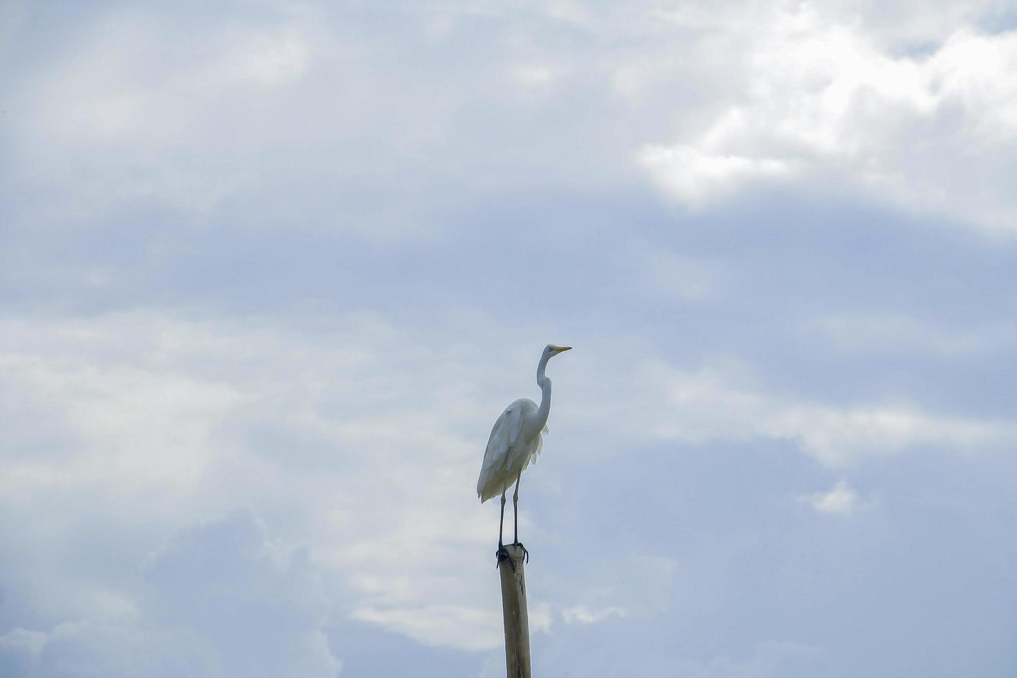 une grue permanent sur une Journal photo