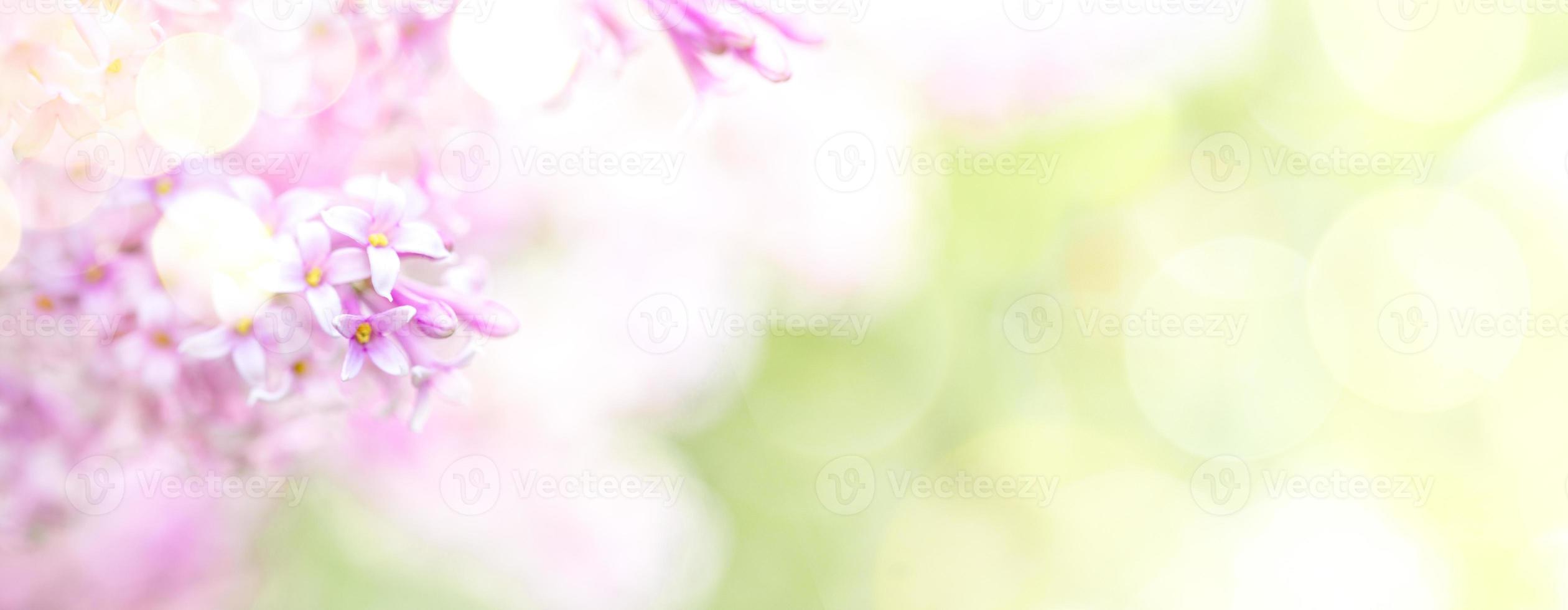 large printemps épanouissement bannière. rose lilas arbre fleurs avec bokeh lumières sur brouiller feuillage Contexte. photo