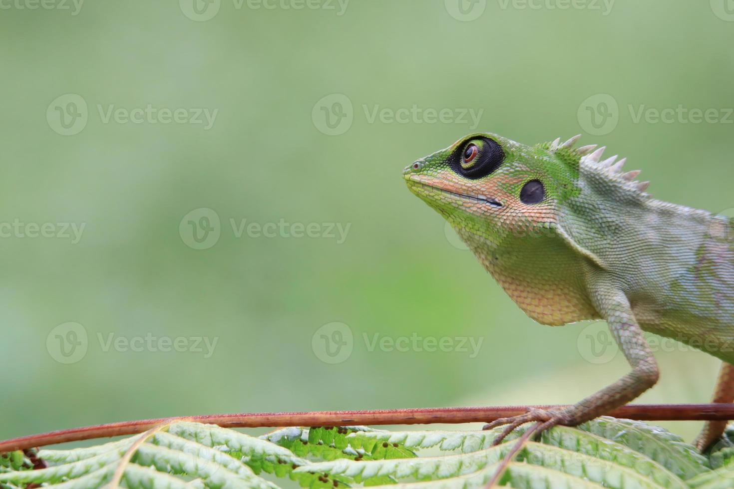 vert huppé lézard regarder dans espace photo