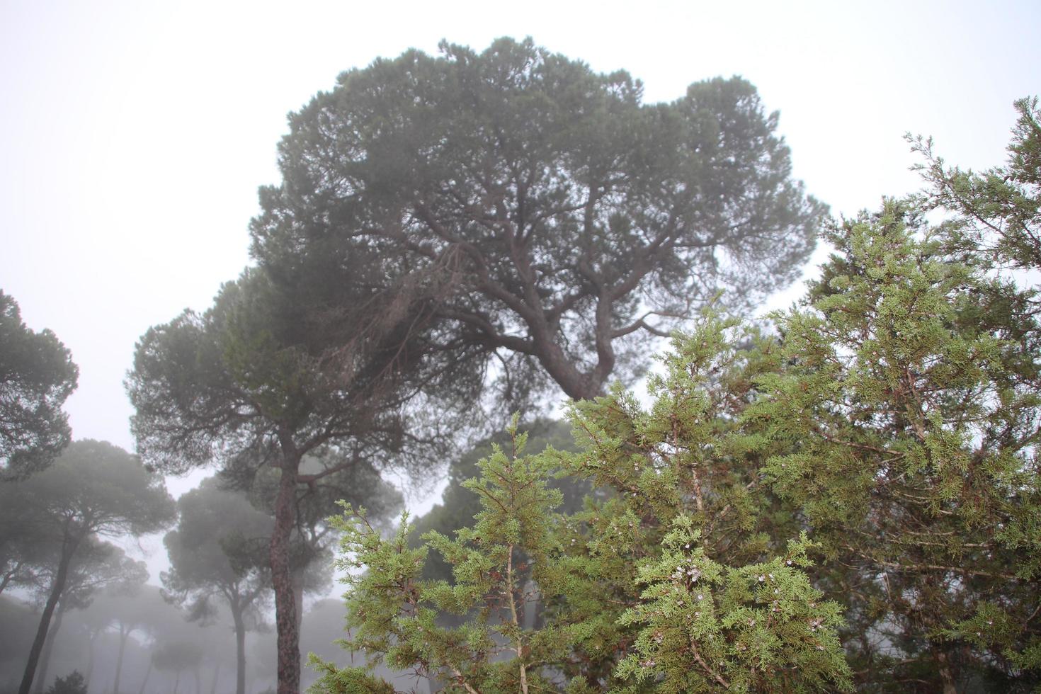 forêt avec brouillard et nostalgie photo