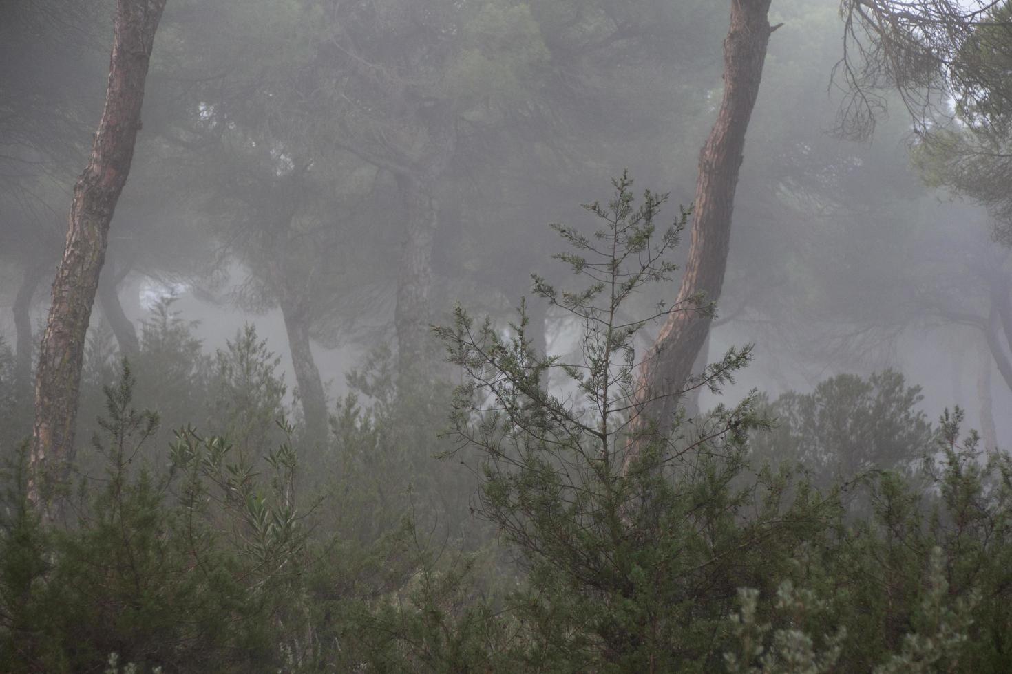 forêt avec brouillard et nostalgie photo