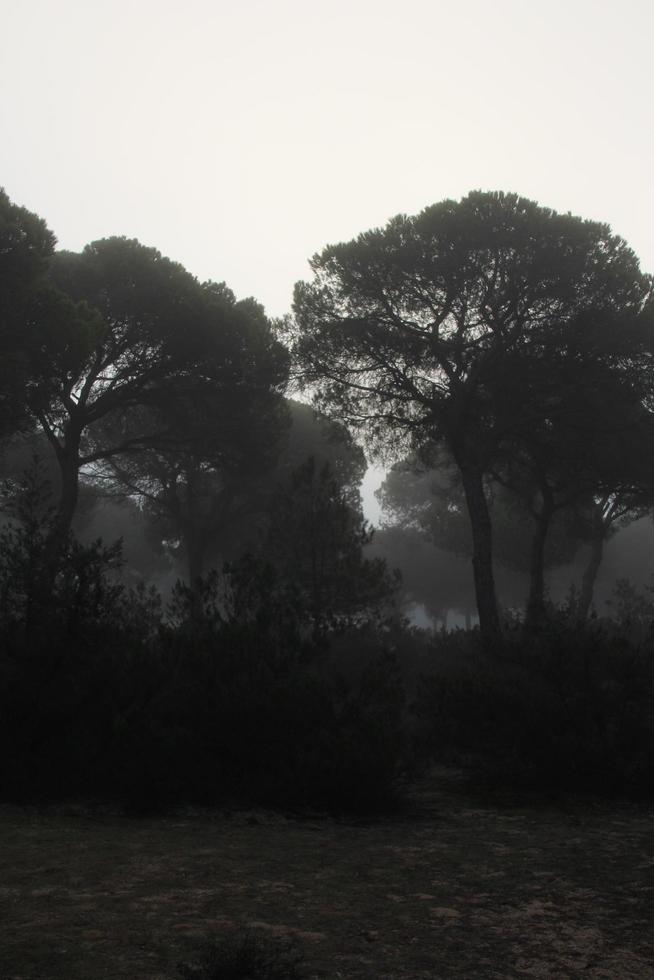 nostalgie dans forêt photo