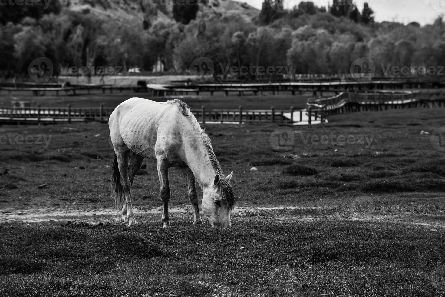 alar nationale zone humide parc est entouré par haute montagnes photo