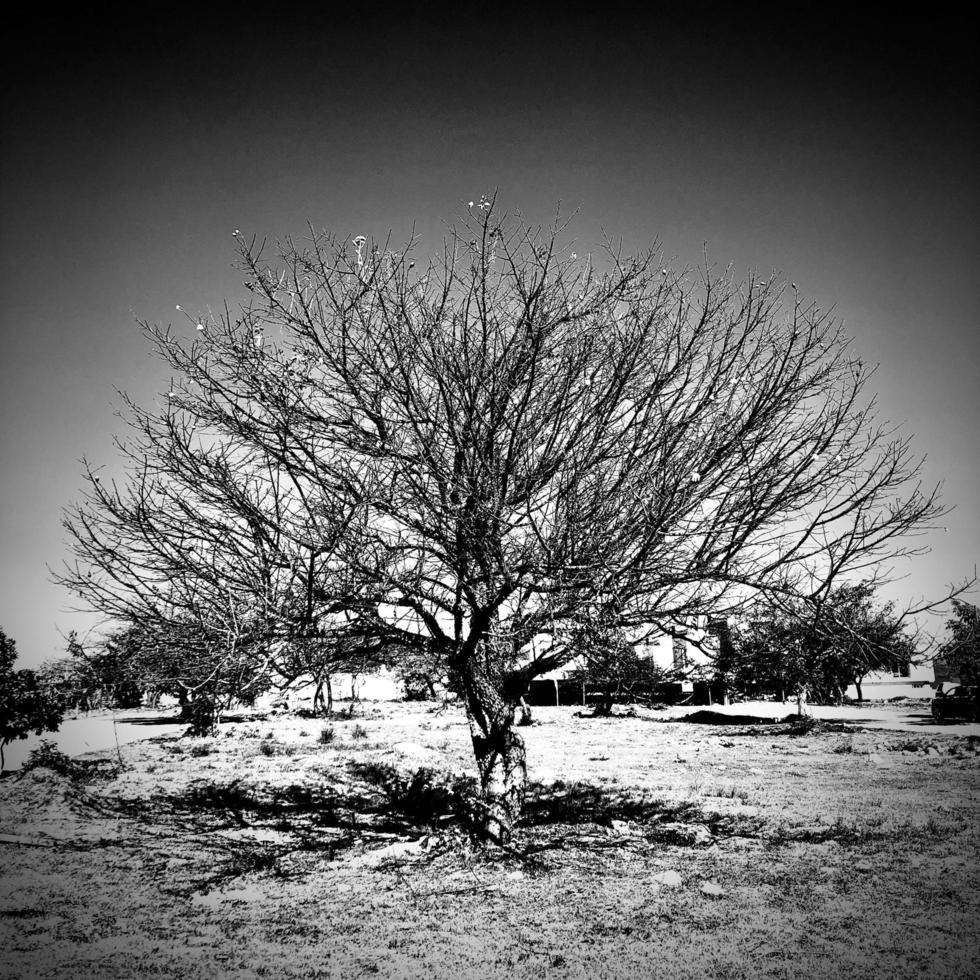 sec arbre sans pour autant feuilles photo