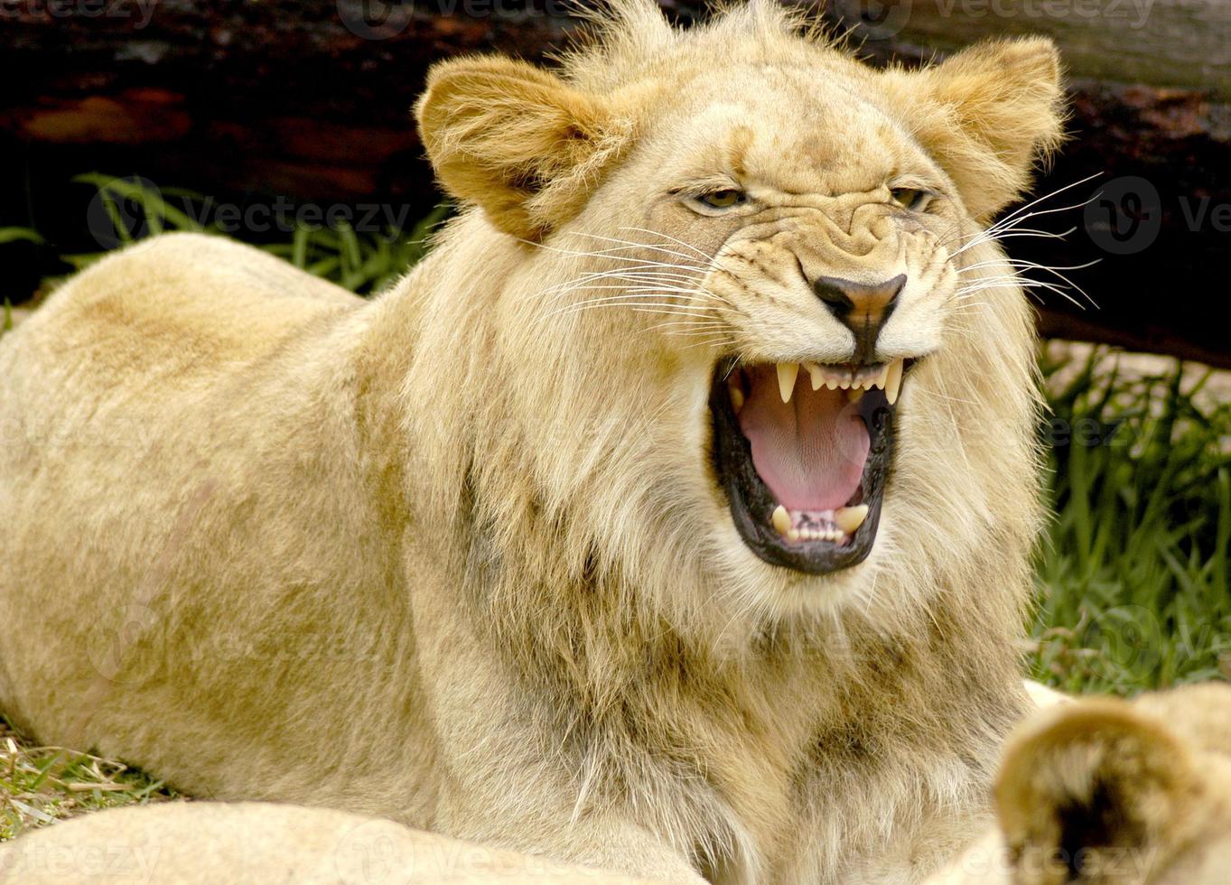 une juvénile Lion dans une mal ambiance affiche le sien les dents à prévenir le autre Jeune les Lions. photo