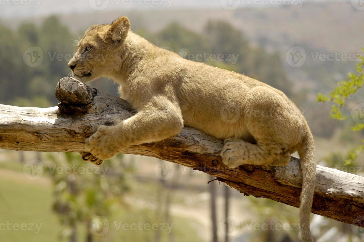 après faire un pas en dehors sur une branche de une arbre, cette juvénile Lion lionceau est maintenant ayant seconde pensées et attrape tenir de le membre. photo