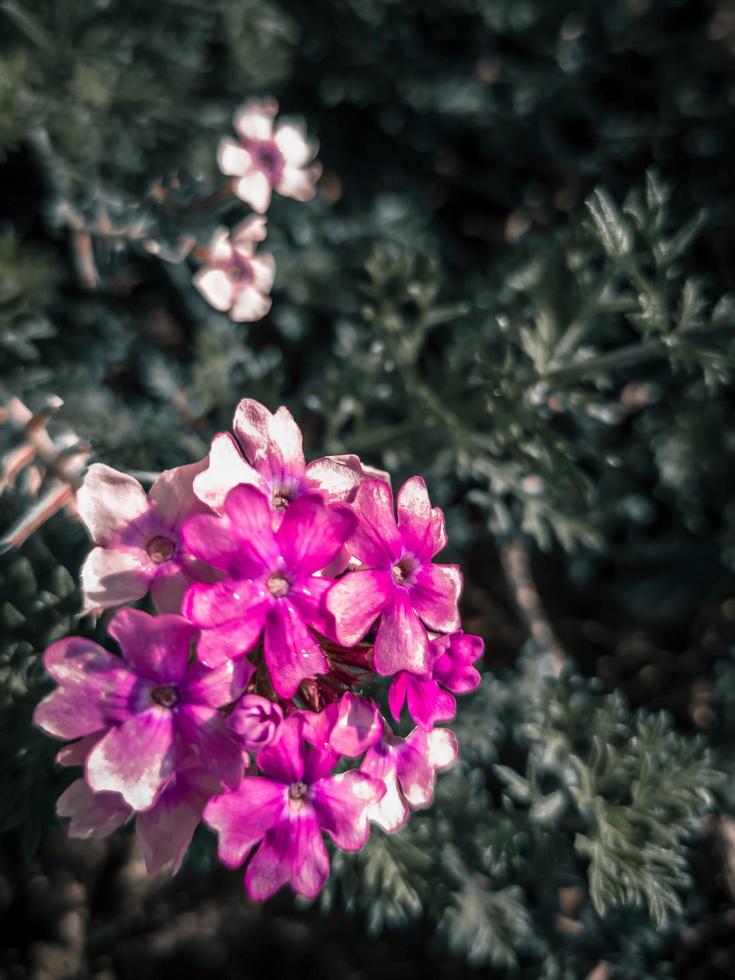proche en haut magnifique violet fleurs dans le jardin. sélectif concentrer la nature. ancien flou Contexte pour application Facebook, TIC Tac. photo