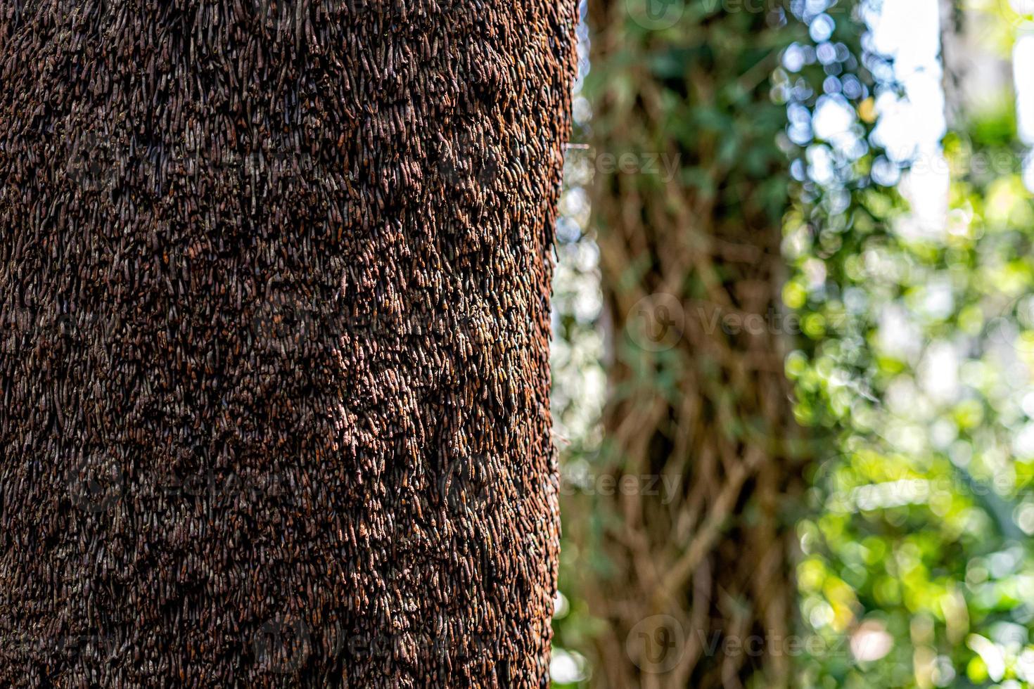 gros plan, de, a, tronc arbre, fragment, dans, a, forêt, sur, a, journée ensoleillée photo