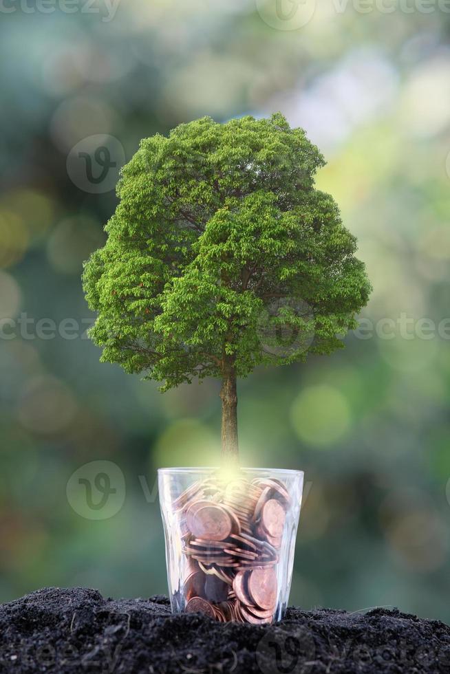arbre poussant à partir d'un arbre, concept de croissance des entreprises photo